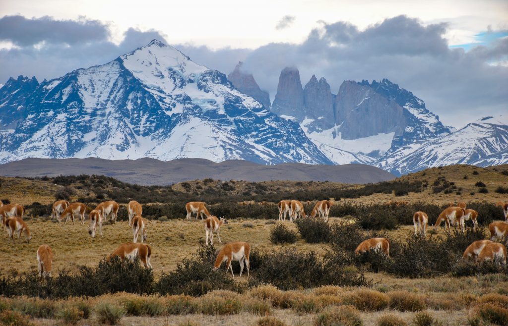 Wild guanacos eating grass in the Torres del Paine National Park in Patagonia