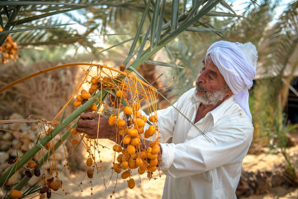 A man from Siwa collects dates