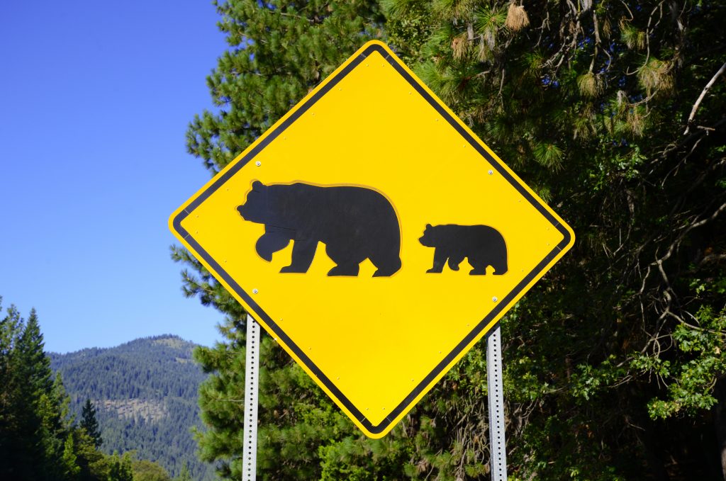 Bear Crossing Road Sign In The Wilderness