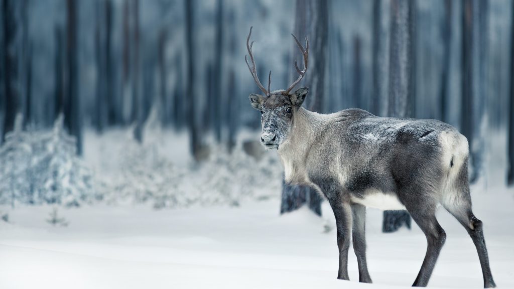 Reindeer in snowy forest in Lapland