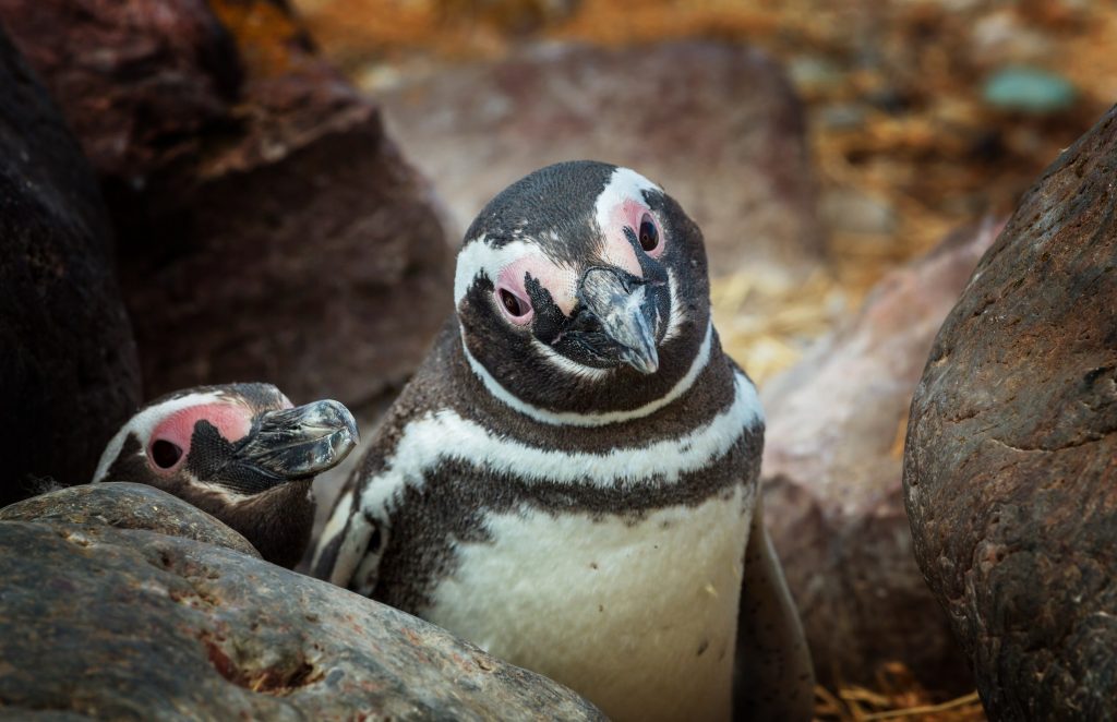 Seeing penguins in the wild is an unforgettable experience
