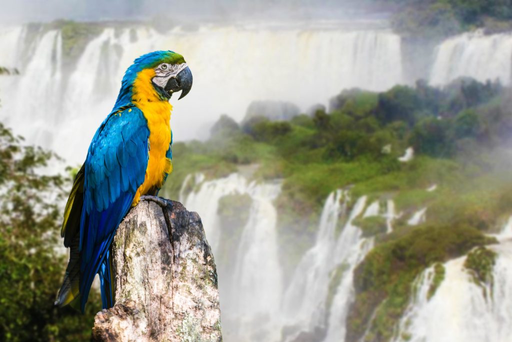 Feel the power and energy of nature up close at Iguacu Falls