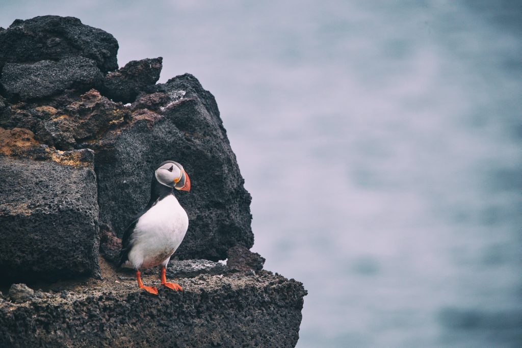 Puffin sitting on a rock by the sea in Iceland