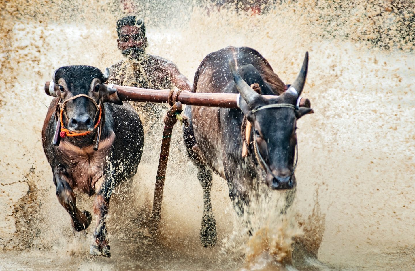 Indian cattle race in rice paddy field in India