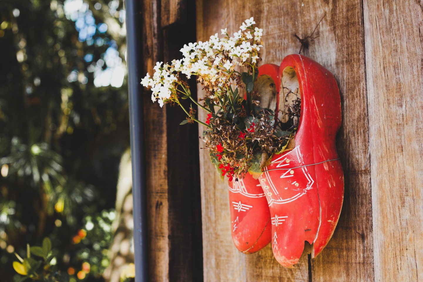 Dutch tradition of growing plants in clogs and hanging them on the wall