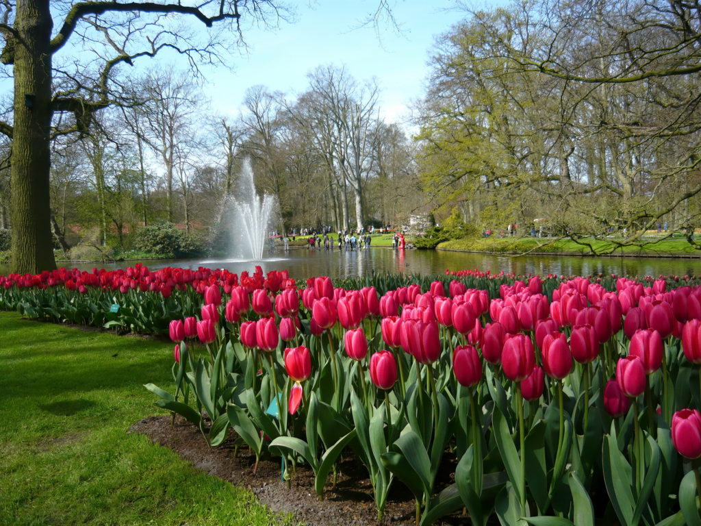 Tulips bloom in bright pink at Keukenhof, the famous flower garden located in the Netherlands.