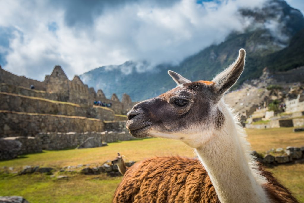 Lama in the ruins of Machu Picchu, which are one of the new seven wonders of the world