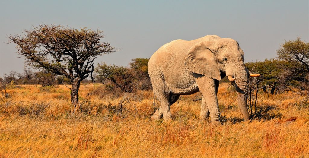 Observe a herd of elephants in an expansive habitat
