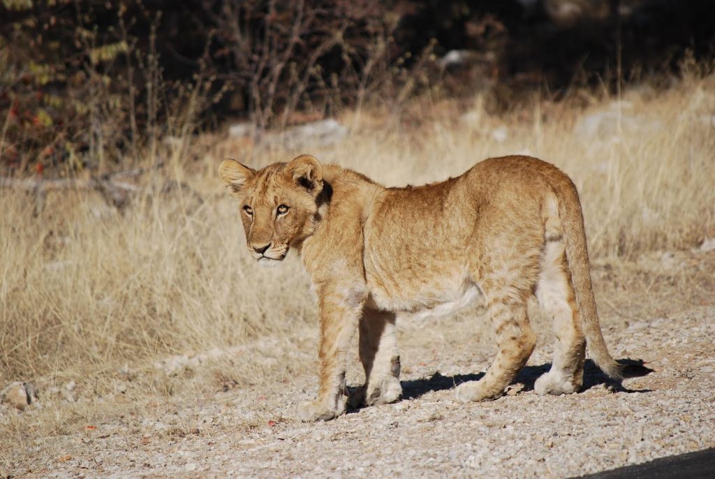 Spot a lion cub in the Serengeti National Park