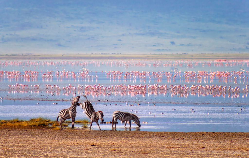 A magnificent game drive through a lush highland in the soul of Tanzania