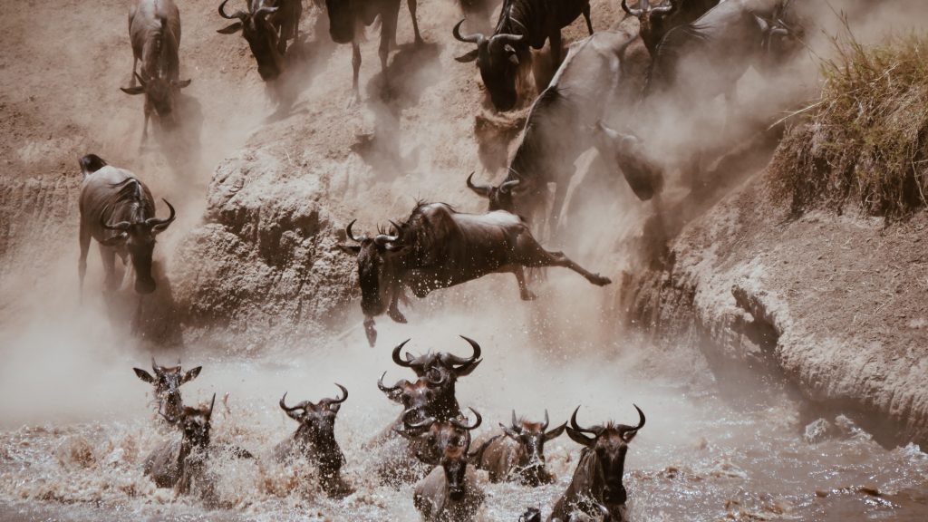 The annual wildebeest migration is an epic journey