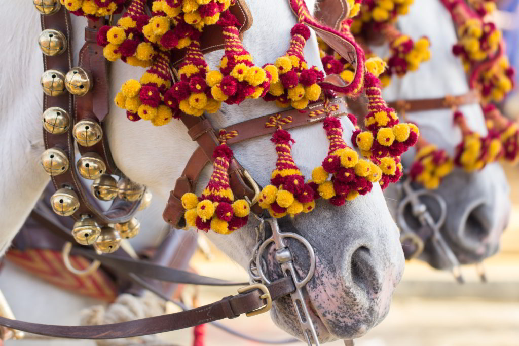 Horseback riding in Andalusia on the trails and along the beautiful coast