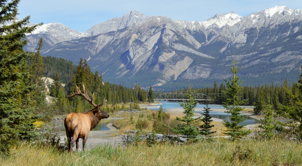 An elk in Jasper National Park, Alberta, Canada