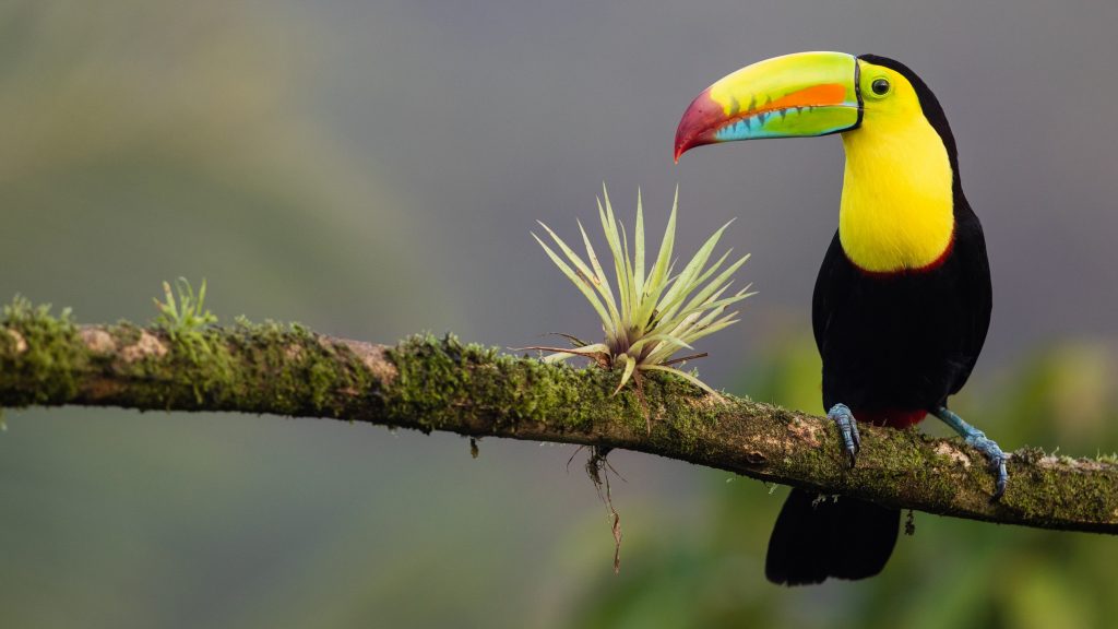 Colorful Toucan birds live in the rainforest of Costa Rica.
