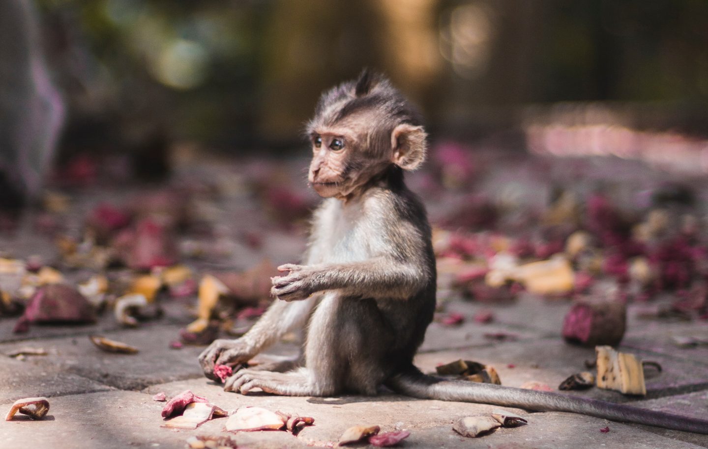Baby monkey in the Sacred Monkey Forrest in Ubud in Bali