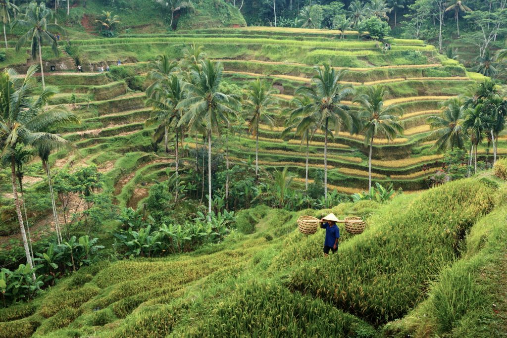 Rice terraces in the Balinese village of Ubud.