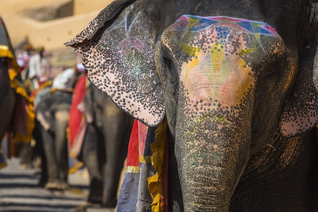 Visit the extraordinary painted elephants of India in Jaipur