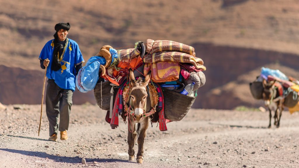 Donkeys used to carry luggage near Annmr in Morocco.