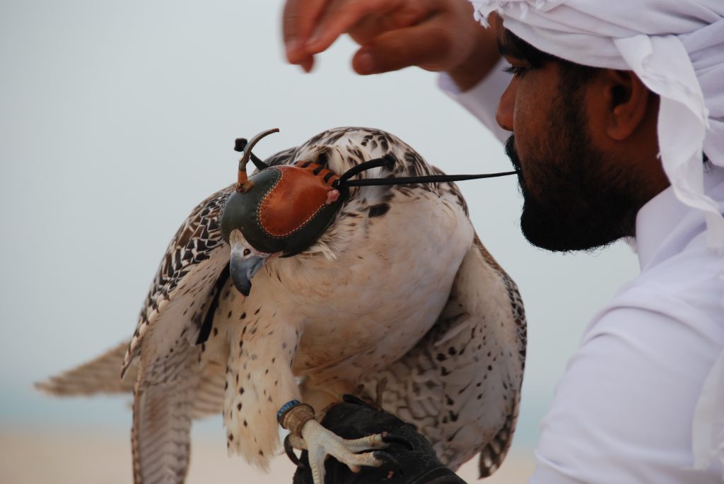 The Falcon is the national bird of the UAE