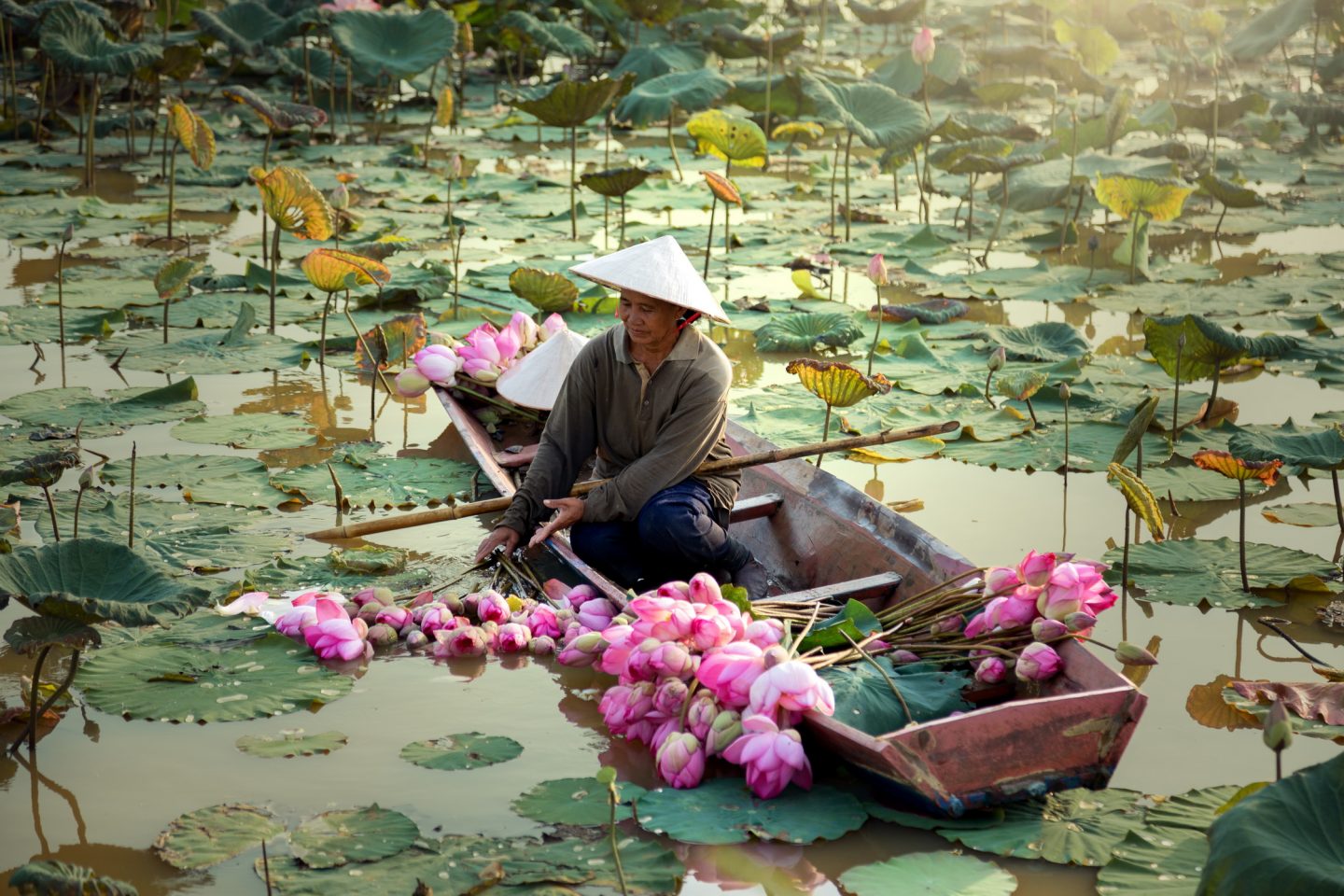 Woman in a boat harvesting lotus in the river in Vietnam