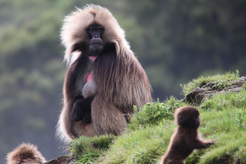 Getting up close with gelada monkeys in the Simien Mountains