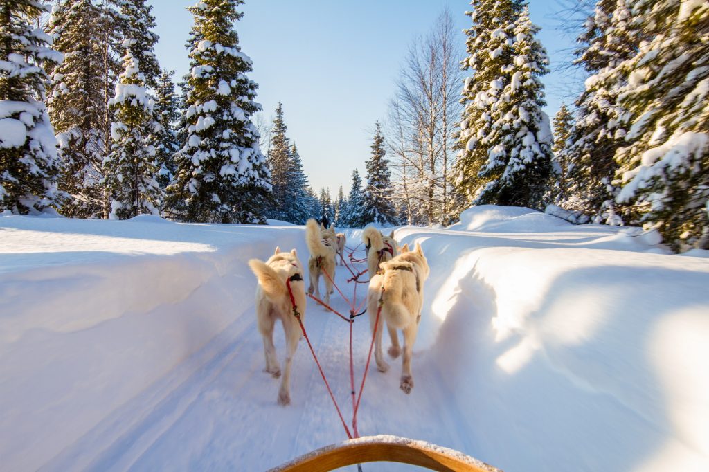 Enjoy dog sledding in Finland on a sunny day