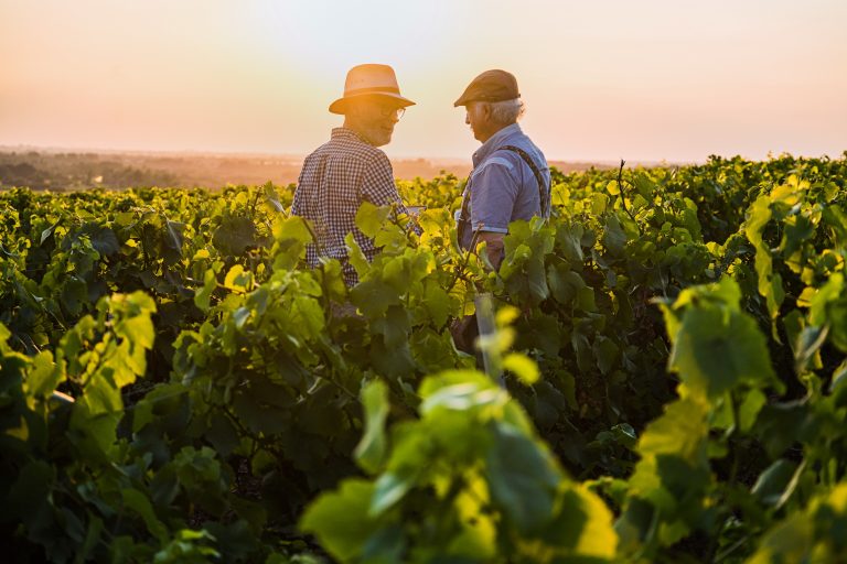 Two French winegrowers working in their vineyards at sunset.