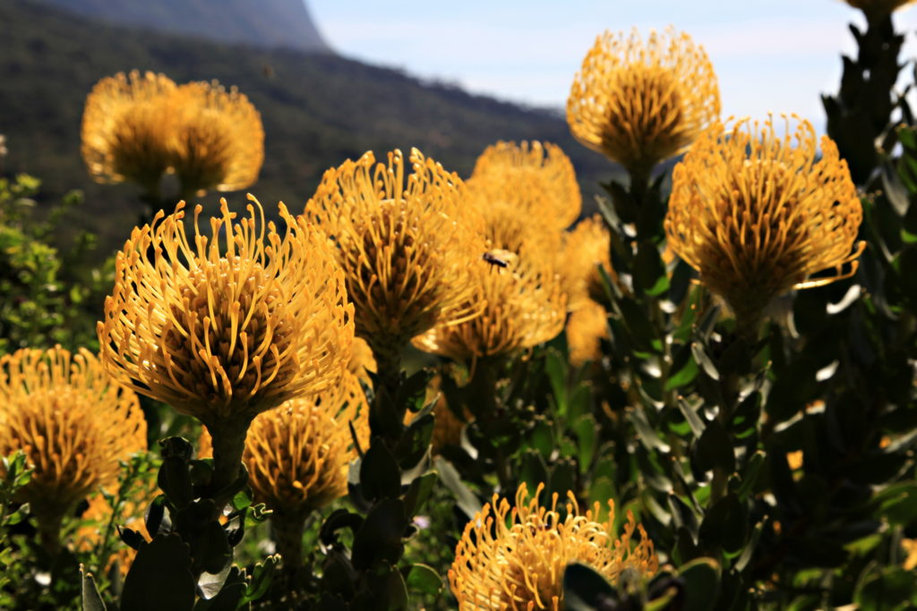 Drive along the garden route in South Africa and see special flowers like the pincushion proteas