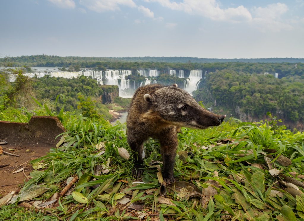 This furry animal called Coati can often be found on the trails around the Iguazu Falls