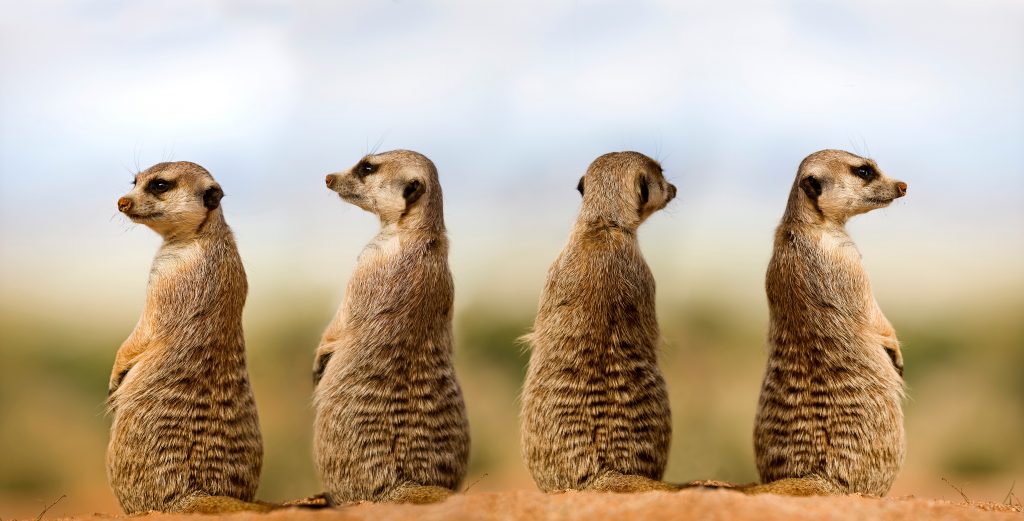 Meerkats on the lookout