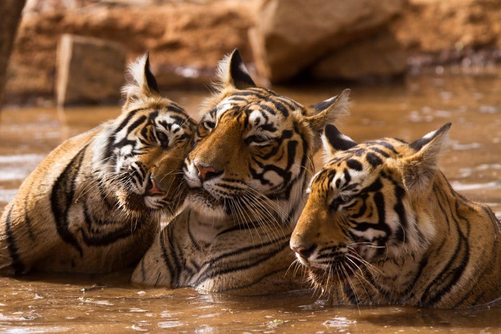 The Ranthambore National Park is a heavenly experience for wildlife lovers