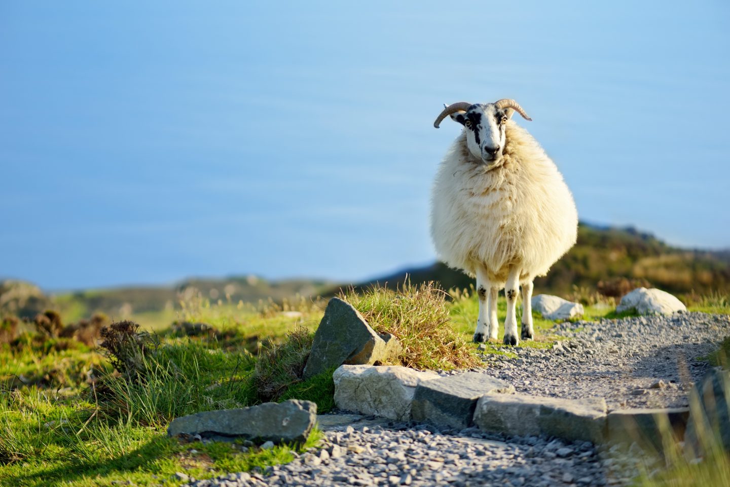 A Sheep enjoying the grass in the rugged landscape of Connemara in Ireland