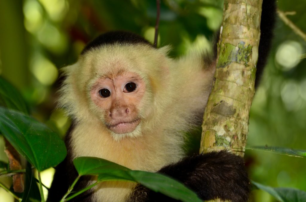 Lapa Rios monkey