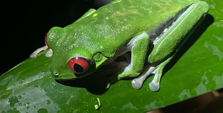 Lapa Rios tree frog