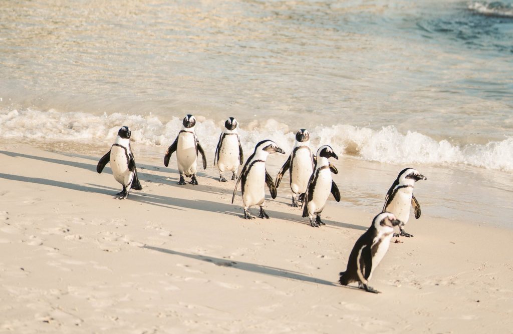 Rookery of Penguin walking on a beach