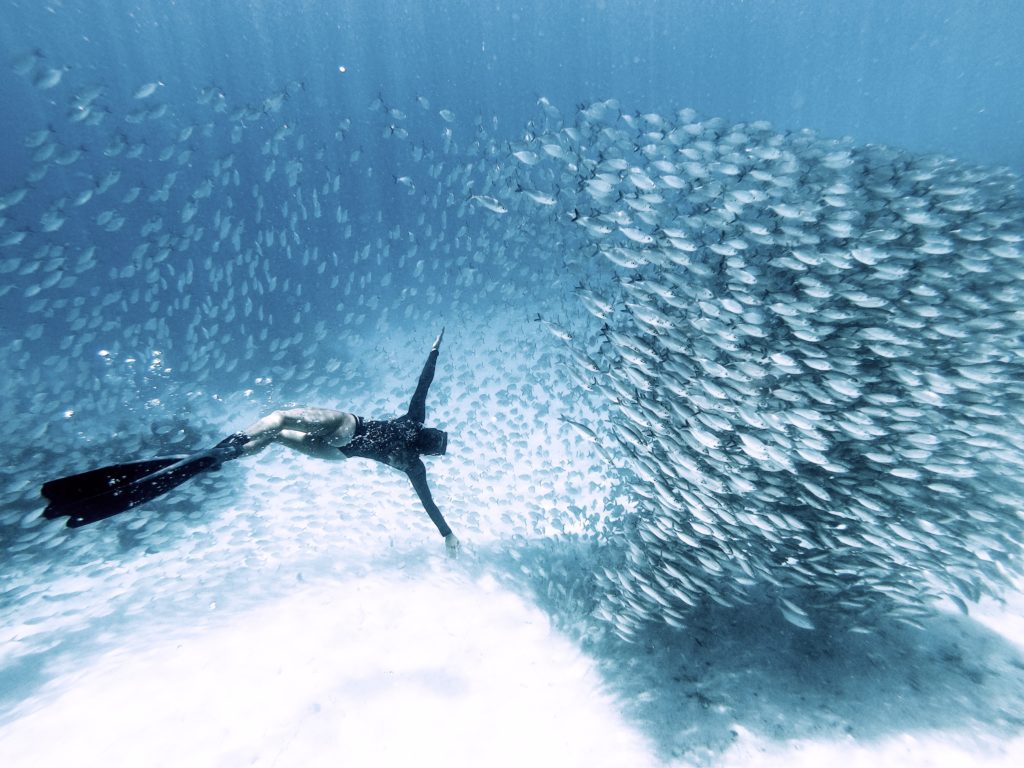 A scuba diver among enormous school of fish