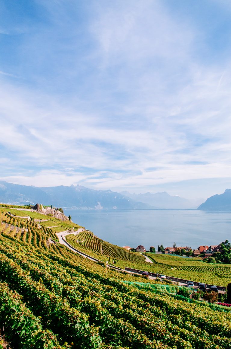 Wide green vineyard terrace in Lavaux near Vevey and Montreux with Lake Geneva and Swiss Alps in the background