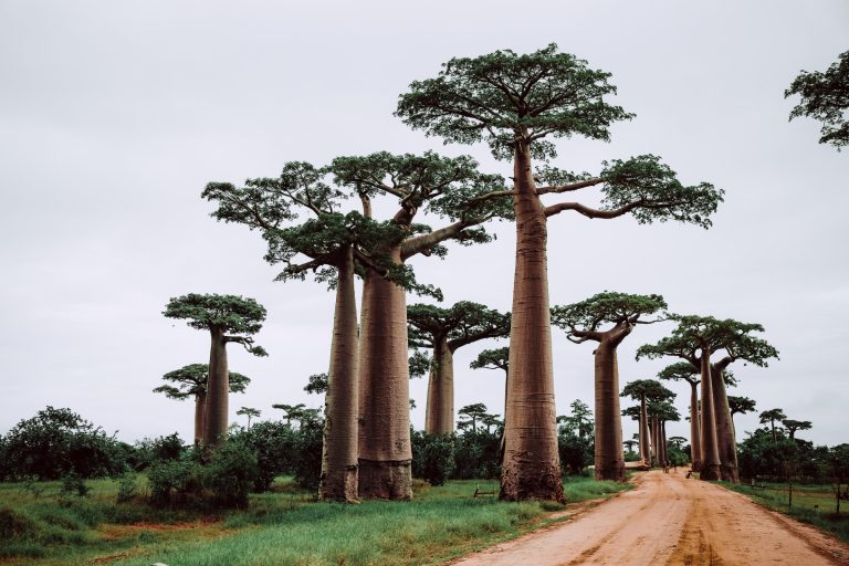 path passing africa baobab tree