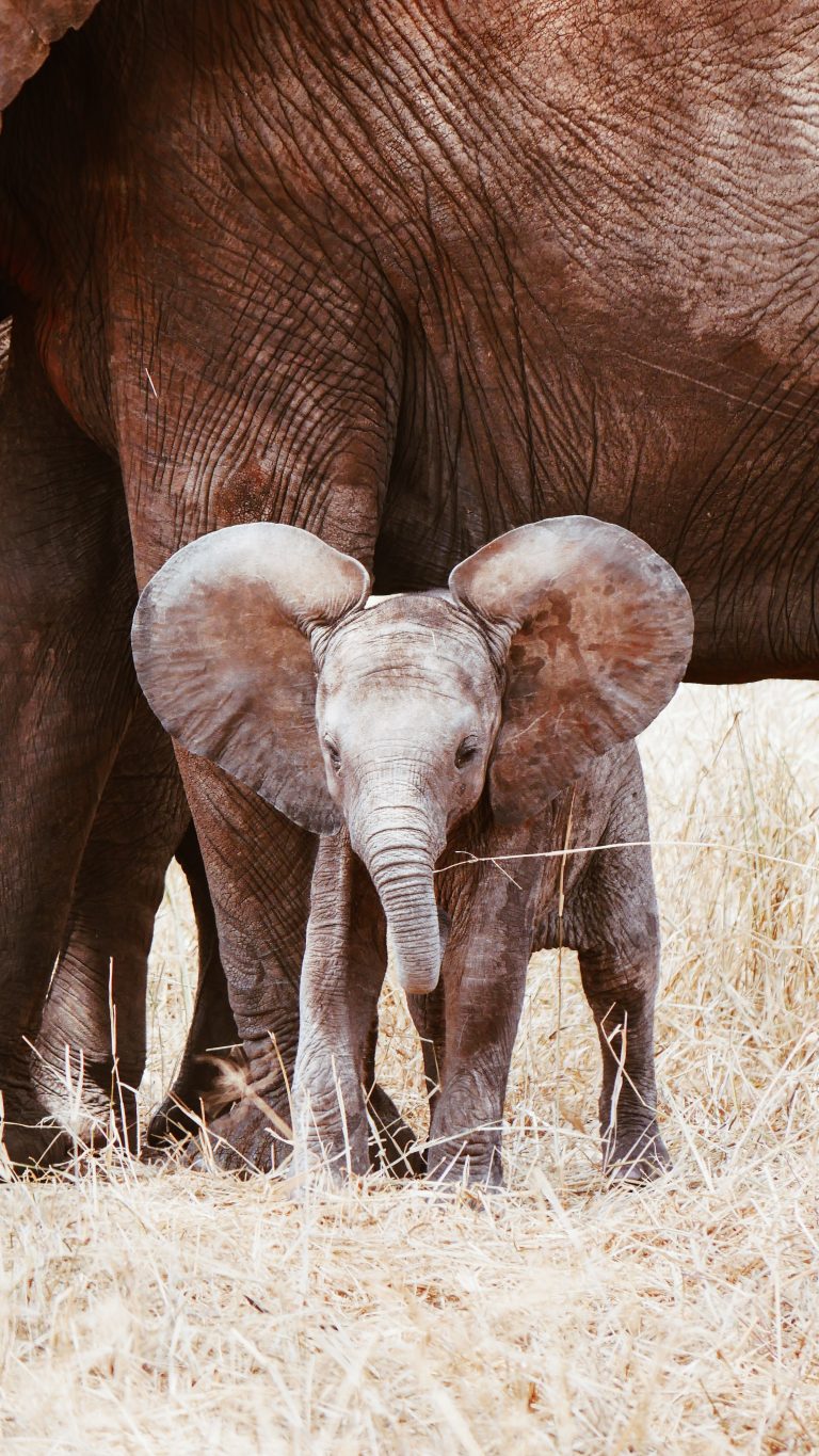 playful african bush elephant calf
