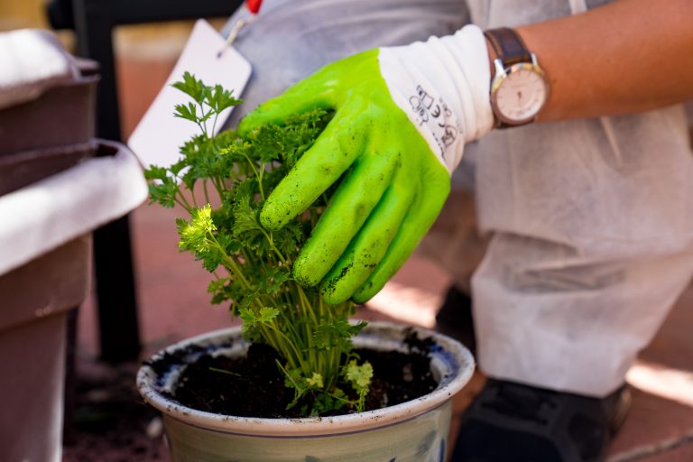 Planting Herbs with Green Gardening Gloves