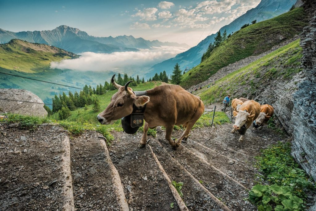 belled cows climbing up steps