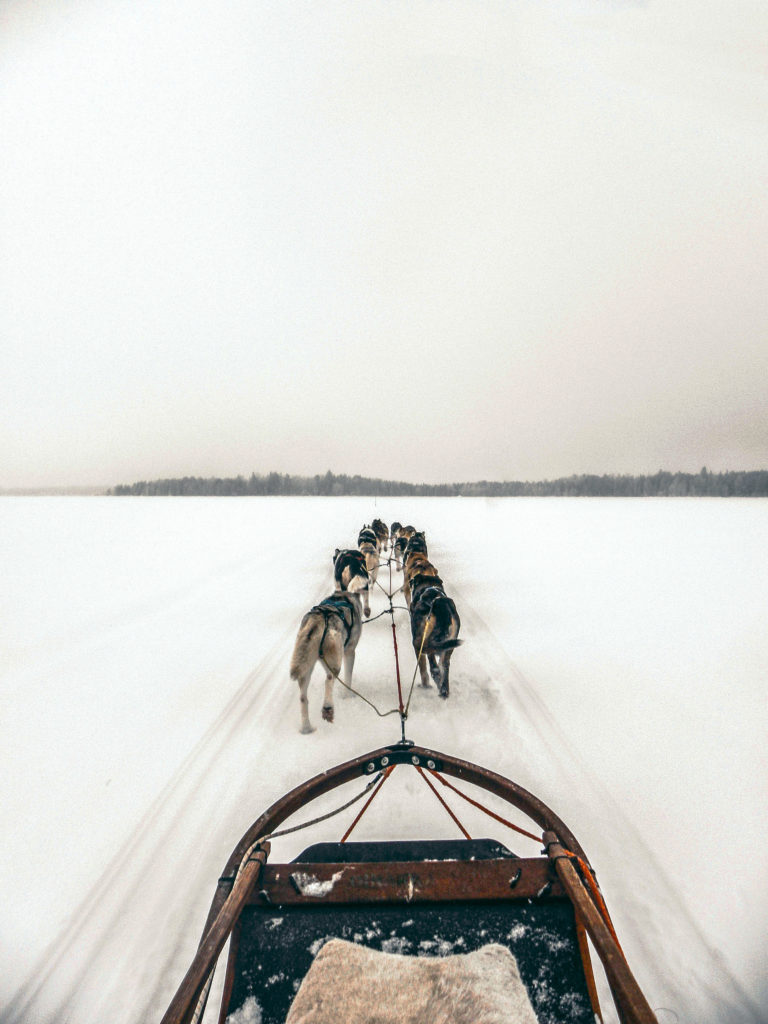 husky sled in ride in snow trail