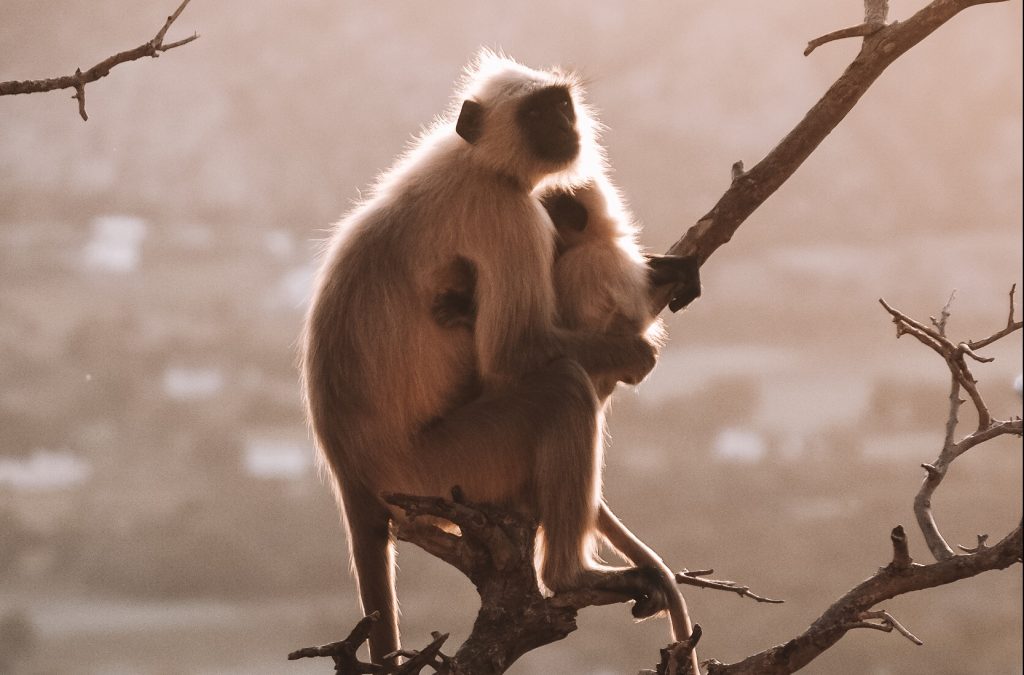 Indian gray langur with baby on tree branch
