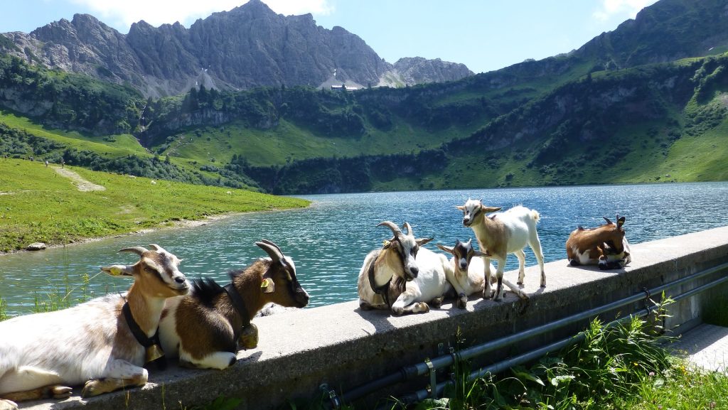 Explore the stunning and varied flora and fauna is a real pleasure in Tyrol's mountains