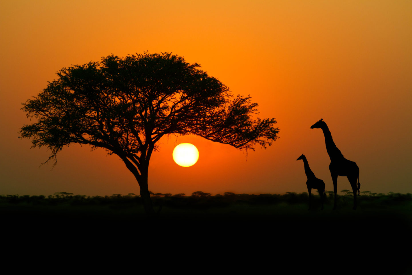 Exposing you to the beautiful African bush to experience its magical sunsets in Kenya