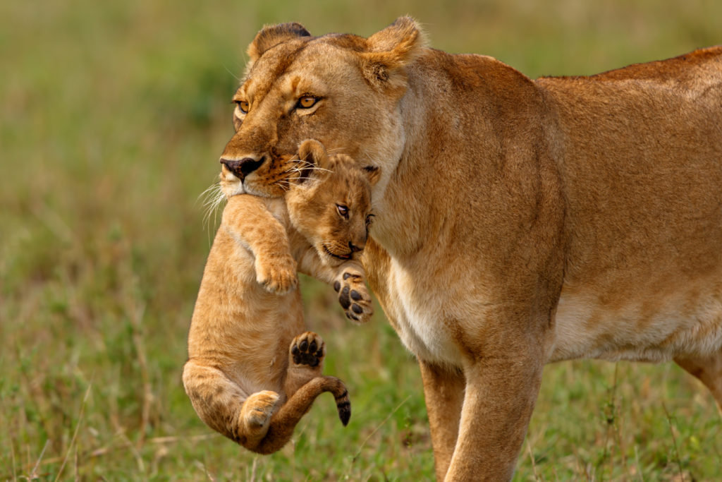 Kenya, known for being a home of the wild, has over hundreds of species of animals