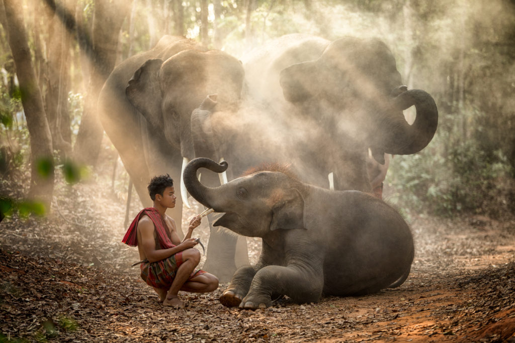 The Elephant Jungle Sanctuary is an ethical elephant sanctuary near Chiang Mai, Thailand