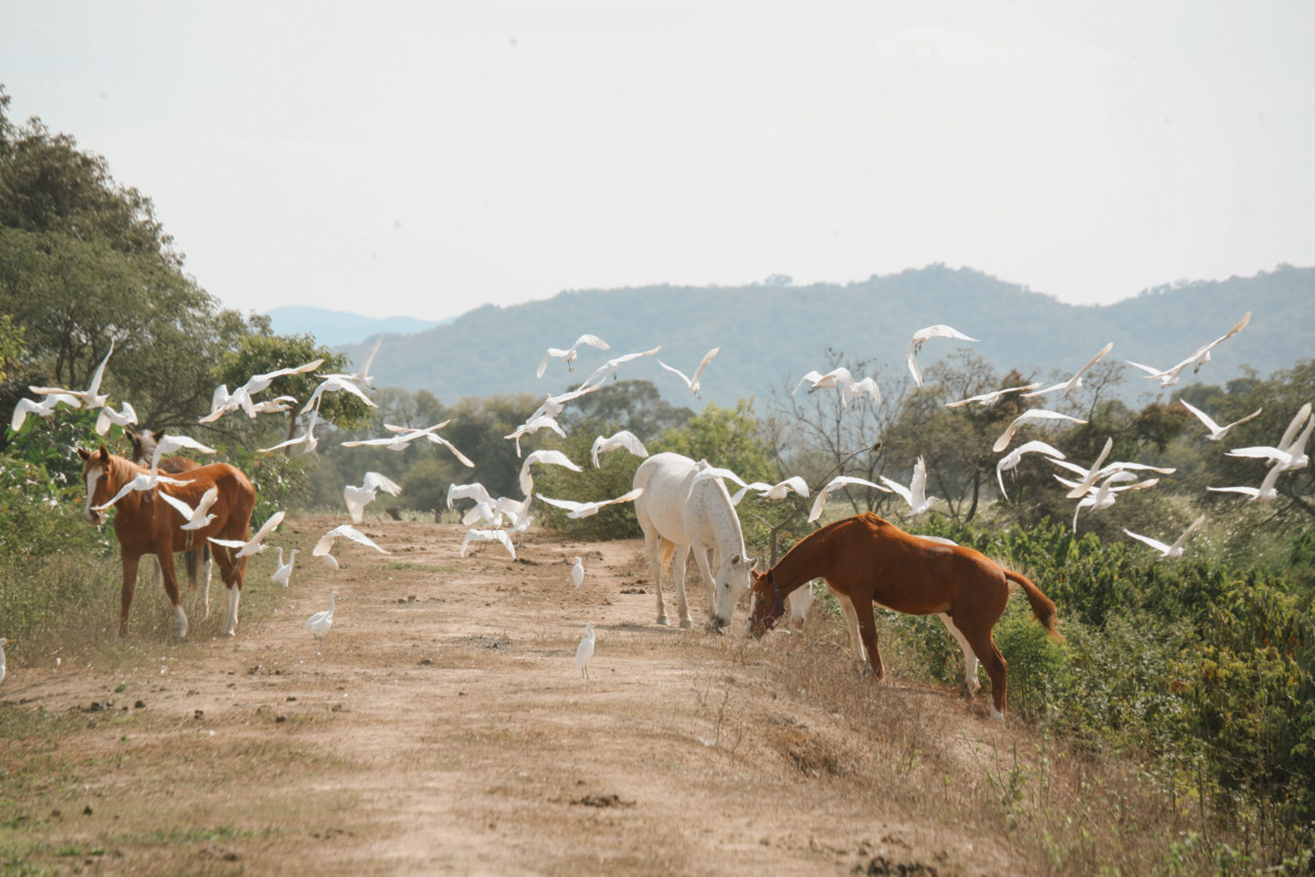 horses grazing in company of beautiful white birds