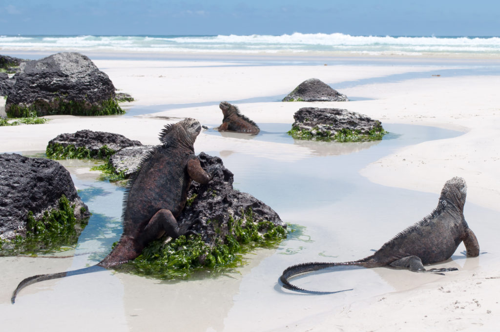 The Galapagos Islands are a truly magical place