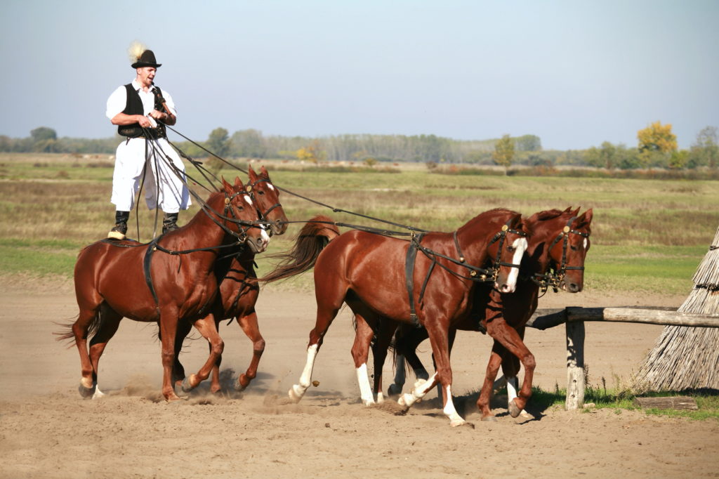 Hungarian csikos in traditional costume shows his trained horses.